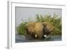 African Elephant-null-Framed Photographic Print