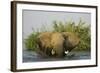 African Elephant-null-Framed Photographic Print