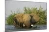 African Elephant-null-Mounted Photographic Print