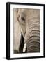 African Elephant-null-Framed Photographic Print