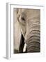 African Elephant-null-Framed Photographic Print