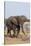 African Elephant-Michele Westmorland-Stretched Canvas