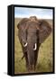 African Elephant-Lantern Press-Framed Stretched Canvas