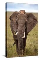 African Elephant-Lantern Press-Stretched Canvas