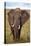 African Elephant-Lantern Press-Stretched Canvas