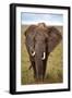 African Elephant-Lantern Press-Framed Art Print