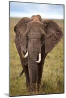 African Elephant-Lantern Press-Mounted Art Print