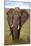 African Elephant-Lantern Press-Mounted Art Print