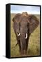 African Elephant-Lantern Press-Framed Stretched Canvas