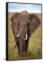 African Elephant-Lantern Press-Framed Stretched Canvas