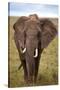 African Elephant-Lantern Press-Stretched Canvas