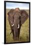 African Elephant-Lantern Press-Framed Art Print