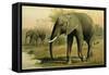 African Elephant-null-Framed Stretched Canvas