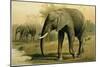 African Elephant-null-Mounted Giclee Print