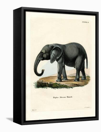 African Elephant-null-Framed Stretched Canvas