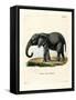 African Elephant-null-Framed Stretched Canvas