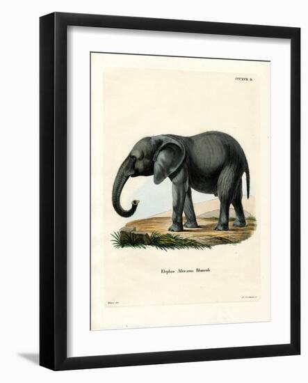 African Elephant-null-Framed Giclee Print