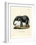 African Elephant-null-Framed Giclee Print