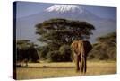 Stretched Canvas