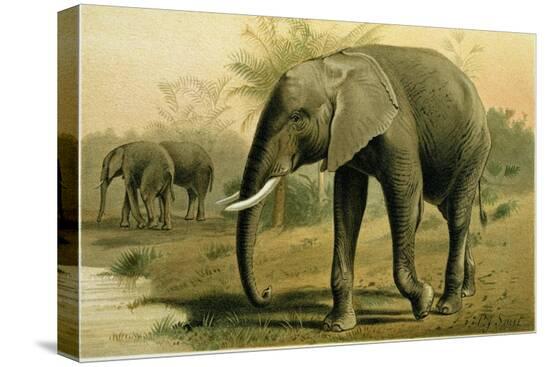 Stretched Canvas Print, , large