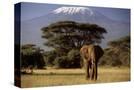 Stretched Canvas