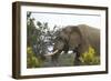 African Elephants 004-Bob Langrish-Framed Photographic Print