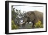 African Elephants 004-Bob Langrish-Framed Photographic Print