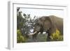 African Elephants 004-Bob Langrish-Framed Photographic Print