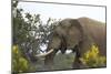 African Elephants 004-Bob Langrish-Mounted Photographic Print