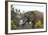 African Elephants 004-Bob Langrish-Framed Photographic Print