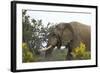 African Elephants 004-Bob Langrish-Framed Photographic Print