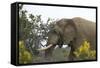 African Elephants 004-Bob Langrish-Framed Stretched Canvas