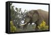 African Elephants 004-Bob Langrish-Framed Stretched Canvas