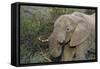 African Elephants 007-Bob Langrish-Framed Stretched Canvas