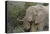 African Elephants 007-Bob Langrish-Stretched Canvas