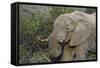 African Elephants 007-Bob Langrish-Framed Stretched Canvas