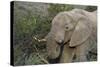African Elephants 007-Bob Langrish-Stretched Canvas