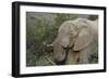 African Elephants 007-Bob Langrish-Framed Photographic Print