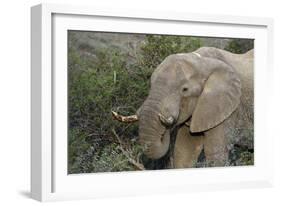 African Elephants 007-Bob Langrish-Framed Photographic Print