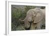 African Elephants 007-Bob Langrish-Framed Photographic Print