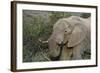 African Elephants 007-Bob Langrish-Framed Photographic Print