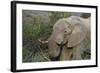 African Elephants 007-Bob Langrish-Framed Photographic Print