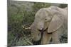 African Elephants 007-Bob Langrish-Mounted Photographic Print