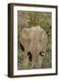 African Elephants 008-Bob Langrish-Framed Photographic Print