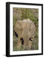 African Elephants 008-Bob Langrish-Framed Photographic Print