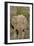 African Elephants 008-Bob Langrish-Framed Photographic Print