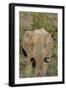 African Elephants 008-Bob Langrish-Framed Photographic Print