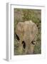 African Elephants 008-Bob Langrish-Framed Photographic Print