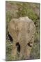 African Elephants 008-Bob Langrish-Mounted Photographic Print