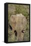 African Elephants 008-Bob Langrish-Framed Stretched Canvas